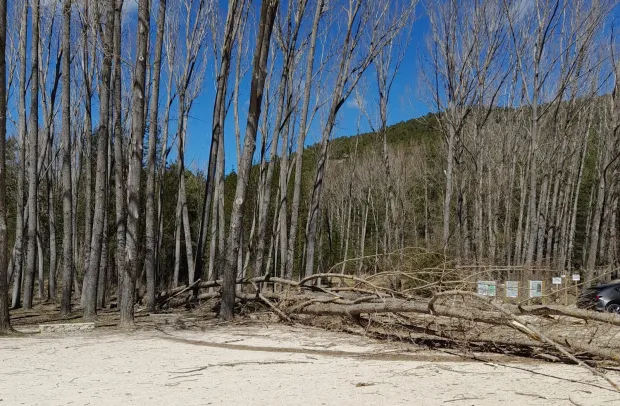Chopos caídos en la zona de aparcamiento del Nacimiento del Río Cuervo, en Cuenca.