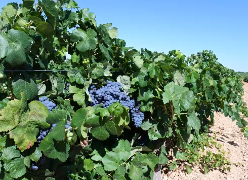 El Gobierno de Castilla-La Mancha confía en que el paquete europeo del vino beneficie al sector vitivinícola de la región