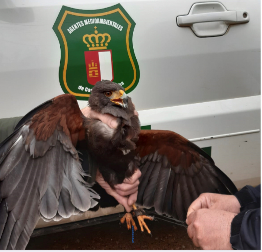El Cuerpo de Agentes Medioambientales de la provincia de Albacete rescatan  un ejemplo de Águila de Harris en la localidad de Tobarra | Gobierno de  Castilla-La Mancha