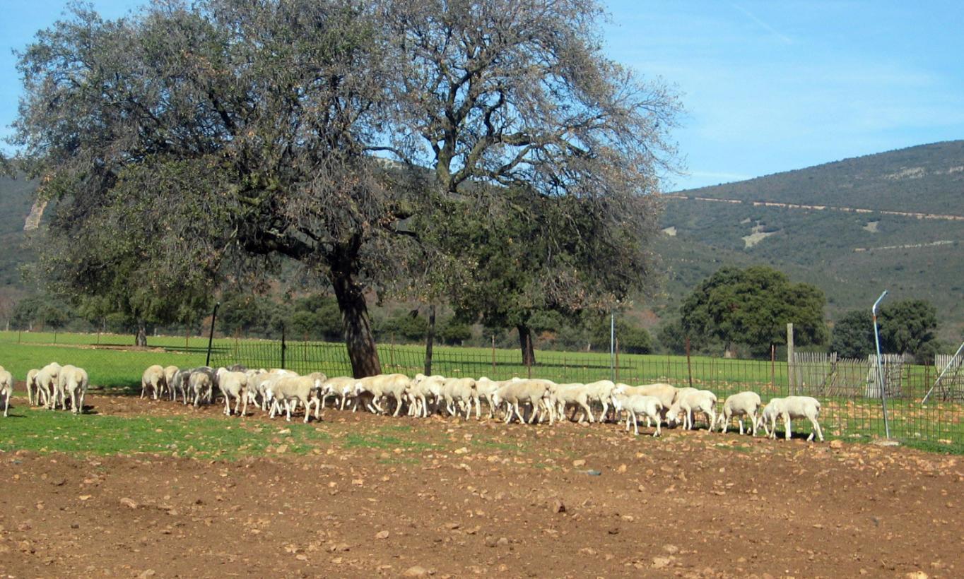 Imagen del artículo El Gobierno de Castilla-La Mancha convoca la prórroga de las ayudas al bienestar animal en ovino y caprino