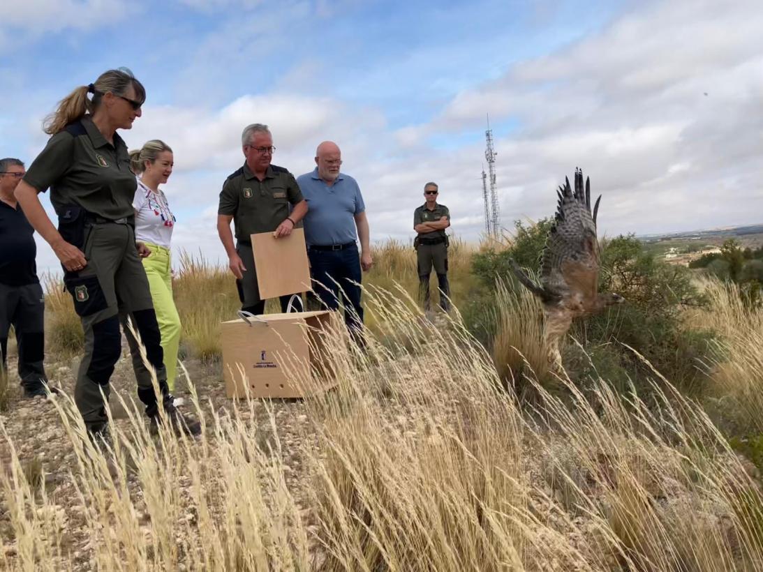 Imagen del artículo El Gobierno de Castilla-La Mancha reincorpora al medio natural a un ejemplar de águila perdicera