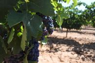 Castilla-La Mancha amplía un mes y medio, del 15 de junio al 31 de julio, el plazo de solicitudes de certificación de la reestructuración del viñedo  