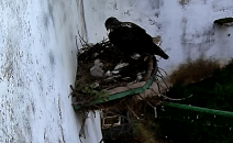 Nacen dos pollos de águila perdicera en CERI de Sevilleja de la Jara, siendo el tercer año que se produce la cría en cautividad mediante fecundación natural en este centro 