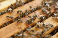 El Gobierno de Castilla-La Mancha abona hoy 1,6 millones de euros de ayudas a cerca de 300 apicultores para la mejora de la biodiversidad