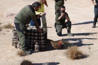 Primer lince ibérico en seguimiento en la provincia de Albacete