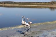 Acto de liberación de 3 ejemplares de flamencos en Pétrola