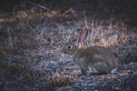 El Gobierno regional declara la comarca de emergencia cinegética temporal por daños causados por conejos en 292 municipios de Castilla-La Mancha