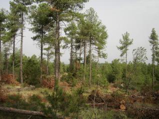 Certificación forestal en Cuenca