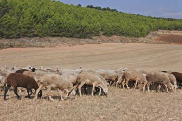 El Gobierno de Castilla-La Mancha valora la importancia de la investigación que se realiza en el Cersyra sobre la oveja manchega