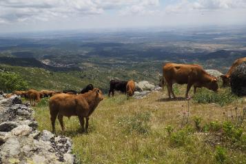 Castilla-La Mancha publica mañana la convocatoria de nuevas ayudas para paliar los posibles daños causados por el lobo ibérico en el ganado