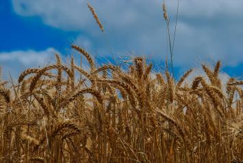 Castilla-La Mancha amplía en 400.000 euros el crédito de la convocatoria de seguros agrarios, alcanzándose ya los 5 millones de euros  