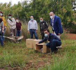 El Gobierno de Castilla-La Mancha reintroduce la especie ‘cerceta pardilla’ en la Reserva natural del Complejo Lagunar de Alcázar de San Juan para favorecer su presencia en la región