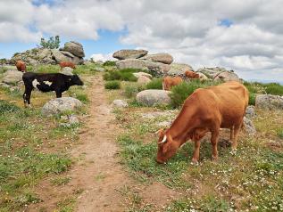 Más de 18,6 millones de euros llegan hoy a las cuentas de agricultores y ganaderos profesionales en zonas de montaña o con limitaciones naturales