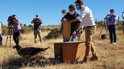 El Gobierno de Castilla-La Mancha trabaja para reintroducir al quebrantahuesos en los parques naturales del Alto Tajo y la Serranía de Cuenca y elaborar un plan de recuperación de la especie