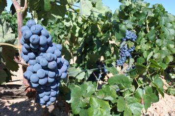 AYUDAS VIÑEDO