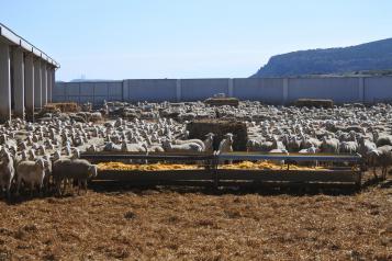 El Gobierno regional abona 16,3 millones de euros de ayudas de la PAC en las cuentas de 4.523 agricultores y ganaderos de la provincia