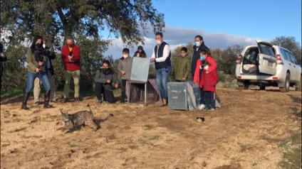 El Gobierno de Castilla-La Mancha da comienzo a la suelta de los primeros linces ibéricos en este año 2021 dentro del nuevo programa europeo ‘Lynx Connect’