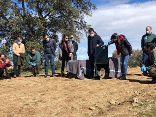 El Gobierno de Castilla-La Mancha realiza un balance positivo de la situación del ‘lince ibérico’ en la región con un total de 146 cachorros de la especie nacidos en libertad durante 2020 