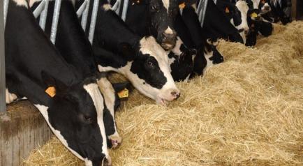 El Gobierno regional abona a 800 agricultores y ganaderos más de 3 millones de euros de la PAC correspondientes a las ayudas asociadas de cultivos proteicos y vacas nodrizas