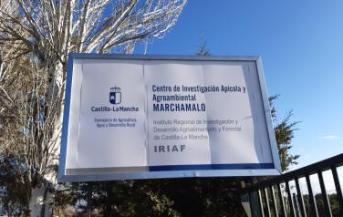 El Gobierno regional impulsa la reintroducción de la gallina negra castellana en el medio rural a través de un programa de recuperación