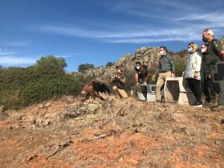 Suelta de buitres leonados en la Sierra de Alcaraz