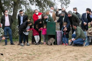 Castilla-La Mancha bate su récord de población de lince con 473 ejemplares gracias a que fue la Comunidad donde más cachorros nacieron en 2021, con 208 