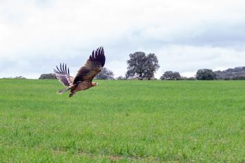 El Gobierno regional promueve el turismo de naturaleza en los espacios protegidos con motivo del Día Mundial de las Aves y las Aves Migratorias