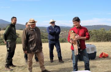 El Gobierno regional devuelve a los cielos de Sierra Morena a dos águilas imperiales ibéricas y dos águilas reales recuperadas en “El Chaparrillo”