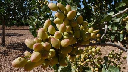 El Gobierno regional abona casi 15 millones de euros de la PAC a más de 2.000 agricultores y ganaderos de la provincia de Toledo