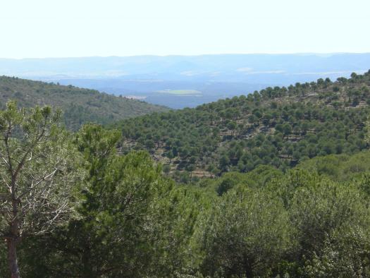 Certificación forestal