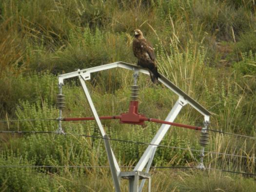 Águila Imperial sobre tendido eléctrico