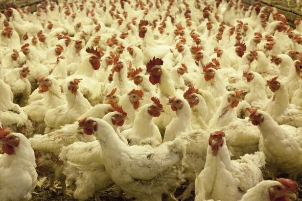 Autorización Ambiental Integrada para las grandes explotaciones avícolas y porcinas