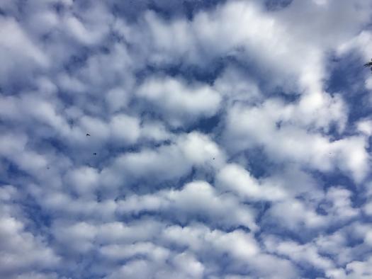cielo azul con nubes tipo cirros