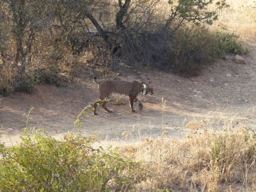 El Gobierno regional reintroduce en Sierra Morena a ‘Neón’, un ejemplar de lince ibérico, que se había visto afectado por una reacción alérgica