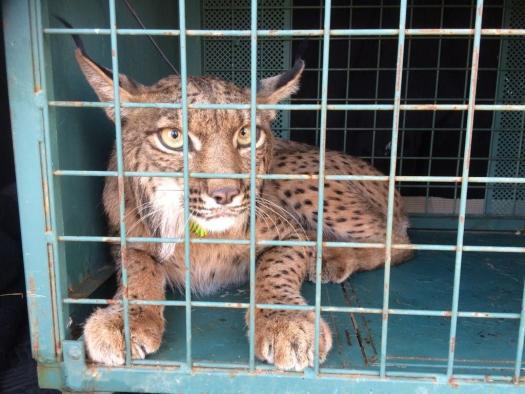 El Gobierno regional reintroduce en Sierra Morena a ‘Neón’, un ejemplar de lince ibérico, que se había visto afectado por una reacción alérgica