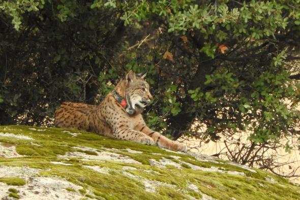 El Gobierno de Castilla-La Mancha prepara la realización de actuaciones para disminuir atropellos de lince ibérico en las carreteras de la región 