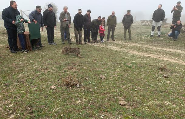 El lince ‘Quejigo’, liberado hoy en una finca de Villarejo de Montalbán, es el tercer ejemplar de los cinco que este año se reintroducen en Los Montes de Toledo