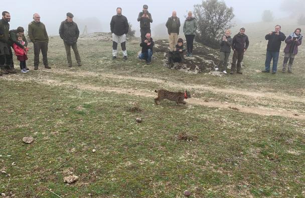 El lince ‘Quejigo’, liberado hoy en una finca de Villarejo de Montalbán, es el tercer ejemplar de los cinco que este año se reintroducen en Los Montes de Toledo