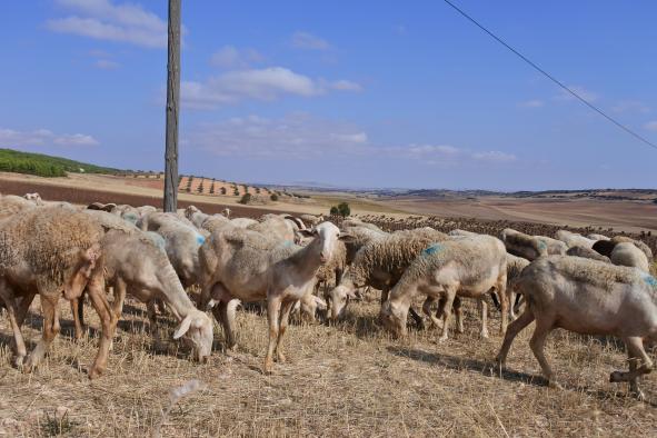 Castilla-La Mancha ingresa mañana en las cuentas de 14.000 agricultores y ganaderos cerca de 20 millones de euros de ayudas de la PAC 