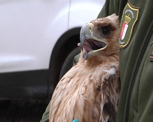 El Gobierno de Castilla-La Mancha sigue impulsando la recuperación de las especies “en peligro de extinción” y libera un águila imperial 