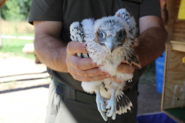 El Gobierno regional reintroduce cuatro pollos de halcón peregrino mediante la técnica de hacking en el Alcázar de Toledo