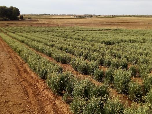 El Gobierno regional financia un proyecto de investigación para la adaptación de la planta del guayule a los suelos de Castilla-La Mancha