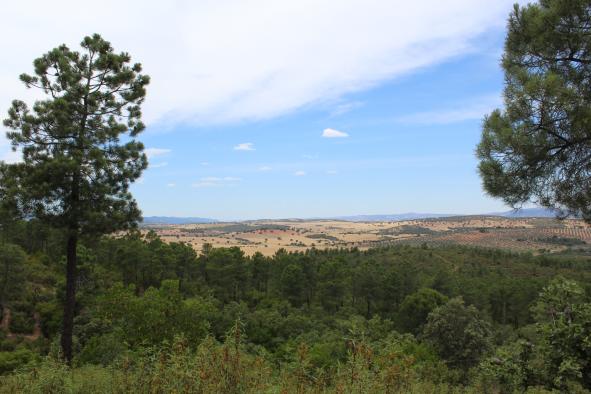 El Gobierno de Castilla-La Mancha concede ayudas para tratamientos selvícolas por valor de 5’6 millones de euros en la provincia de Ciudad Real 