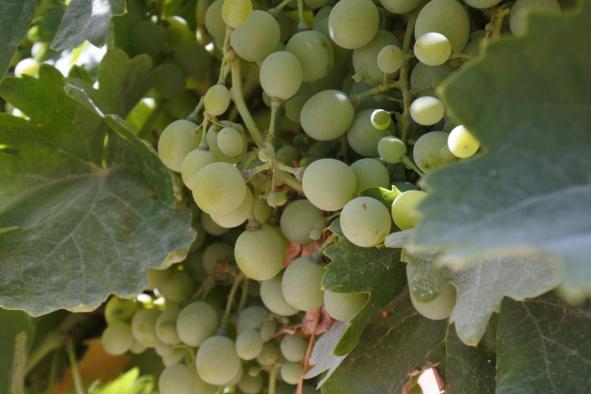 Nuevas ayudas de la PAC y reestructuración del viñedo