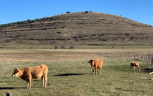 El Gobierno de Castilla-La Mancha abona hoy más de 3,8 millones de euros de ayudas de la PAC a 904 agricultores y ganaderos ciudadrealeños