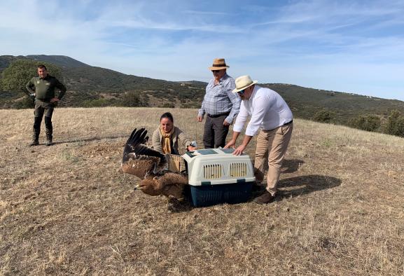 Devuelta al medio natural un águila imperial tras pasar por el Centro de Recuperación de Fauna “El Chaparrillo”, adscrito a Desarrollo Sostenible