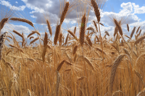 AGRICULTURA PAC 