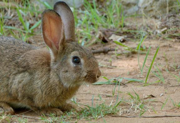 El Gobierno regional declara emergencia cinegética temporal por daños causados por los conejos en 279 municipios de Castilla-La Mancha 