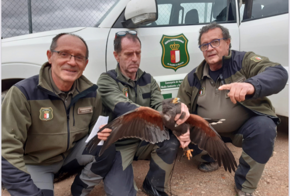 Rescate águila de Harris en Tobarra