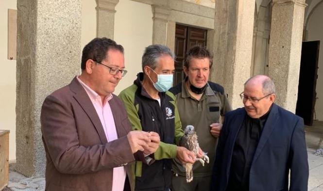 El Gobierno regional amplía su programa de reintroducción del halcón peregrino en Toledo a la Catedral Primada, con la ubicación de tres pollos